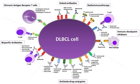 Cancers | Free Full-Text | Monoclonal Antibodies in the Treatment of Diffuse Large B-Cell ...