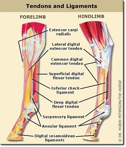 Horse Leg Anatomy Explained | Everything You Did Not Know