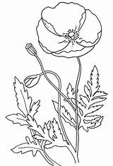 Printable Poppy Coloring Pages PDF  Coloringfoldercom sketch template