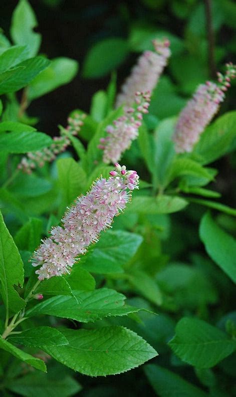 Pink Spire Summersweet Shrub - Clethra alnifolia