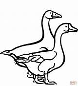 Goose Coloring Pages Angry Clipart Baby Geese Color Netart Flying Glass  sketch template