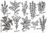 Spices Coloring Pages sketch template