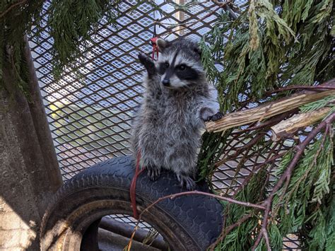 Outdoor Raccoon Juvenile Habitat - Wild ARC – BC SPCA