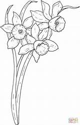 Spring narcissus coloring Page  Free Printable Coloring Pages sketch template