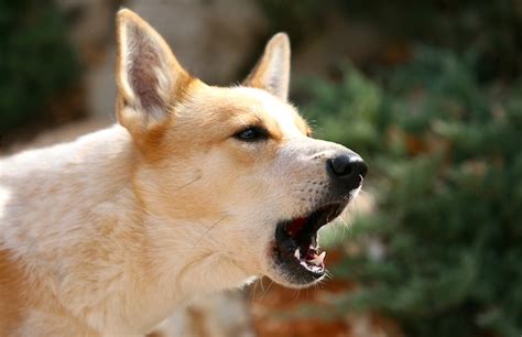 5 Things to Know About Canaan Dogs - Petful