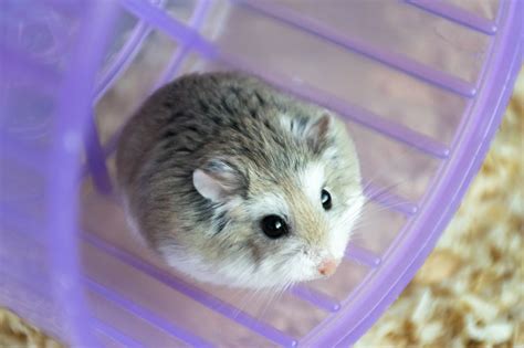 5 of the Most Popular Hamster Breeds