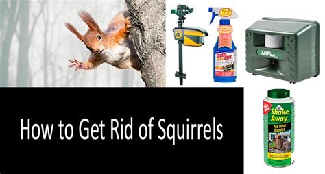 How to Get Rid of Squirrels: TOP-6 Repellents and Traps