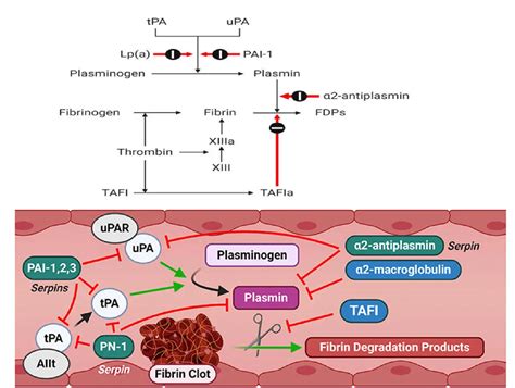 Fibrinolysis