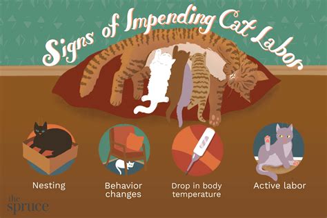 How to Know If Your Cat is Pregnant: Essential Signs to Look Out For - Ragdollhq.com