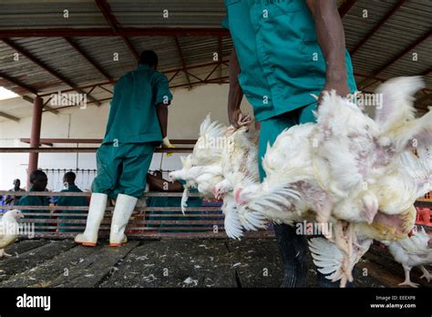 MOZAMBIQUE, Chimoio, chicken farm and slaughterhouse Agro-Pecuaria ...