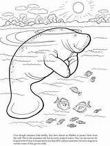 Free Printable Manatee Coloring Pages  YareliropGolden sketch template
