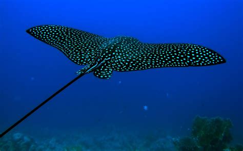 underwater, Animals, Stingray Wallpapers HD / Desktop and Mobile Backgrounds
