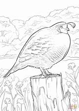 Quail Coloring Pages For Kids Sketch Page sketch template