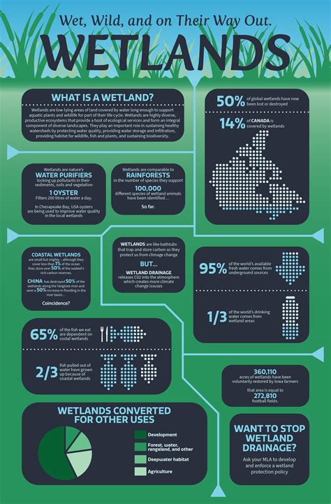 Wetlands Infographic - Kyle Pereira