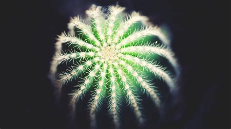 Cactus HD Wallpaper Free Download