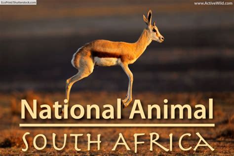 National Animal of South Africa & Other South African Symbols