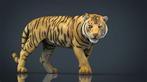 Tiger 3D Model Blender