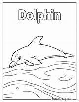 50 Dolphin Coloring Pages Free Printable PDFs sketch template