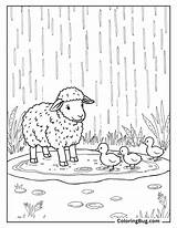 44 Sheep Coloring Pages Free Printable PDFs sketch template