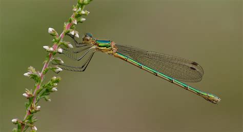 State of Dragonflies 2021 - British Dragonfly Society