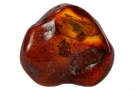 6.5mm Detailed Fossil Insect In Baltic Amber (#120666) For Sale - FossilEra.com