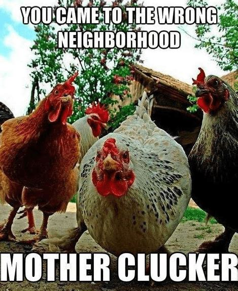 Funny Chicken Memes