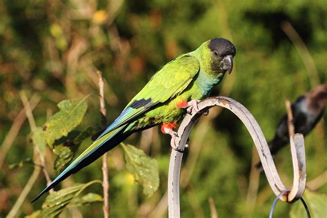 Nanday Parakeet | Celery Fields Sarasota, Florida | Linda Bushman | Flickr