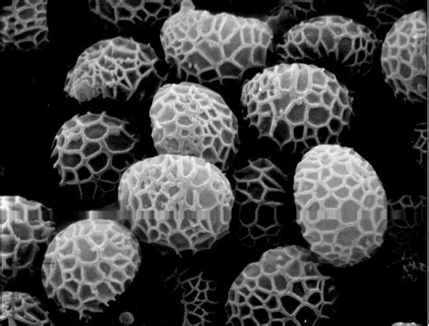 close up of spores. texture inspiration Business Theories, Process ...