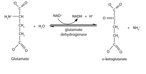 oxidative deamination - meddic