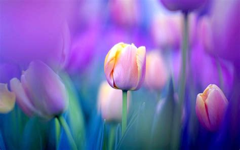 Tulip Wallpapers - Top Free Tulip Backgrounds - WallpaperAccess