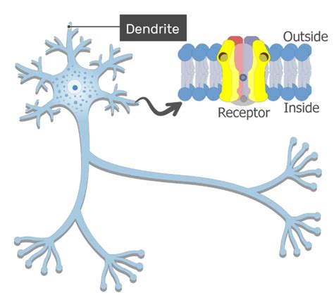 Dendrites: definition, structure and function | GetBodySmart