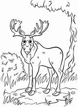 Older Elk In Forest Coloring Page  Free Printable Pages sketch template