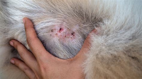Approaching Dog Skin Problems - PetsBlogs