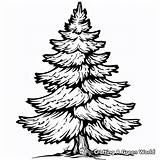 Pine Tree Coloring Pages  Free & Printable sketch template