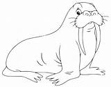 Free Printable Walrus Coloring Pages For Kids sketch template