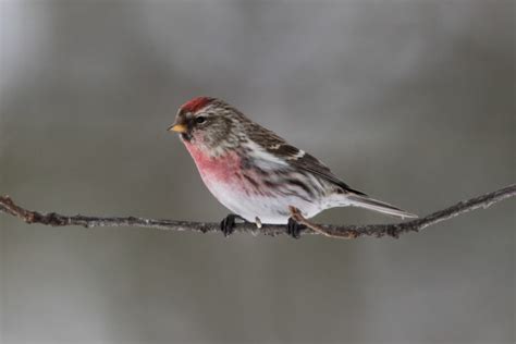 Common Redpoll (male) – Jeremy Meyer Photography