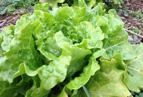 Growing Lettuce - Experience Real Flavor! - Old World Garden Farms