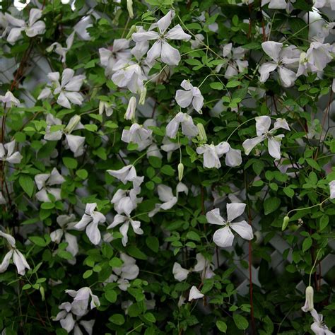 Buy clematis (group 3) Clematis Alba Luxurians: £14.99 Delivery by Crocus