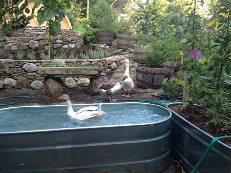 Aquaponic Duck Pond - aquaponic | Duck pond, Diy ponds backyard, Ponds backyard