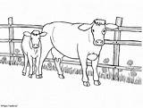 Cow And Calf 1 coloring Page sketch template