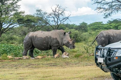 Khama Rhino Sanctuary Camp and Self-Drive Safari Guide