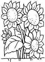 Sunflowers  Flowers Coloring pages For Kids To Print & color sketch template