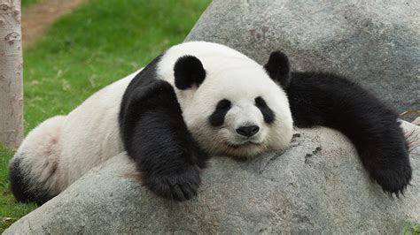 Panda and Bamboo | SiOWfa16: Science in Our World: Certainty and Controversy