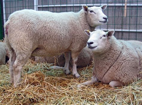 Texel sheep | The Texel is a Dutch sheep breed noted for its… | Flickr