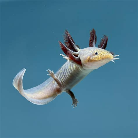 Copper Melanoid Axolotl | Axolotls For Sale | Axolotl Planet