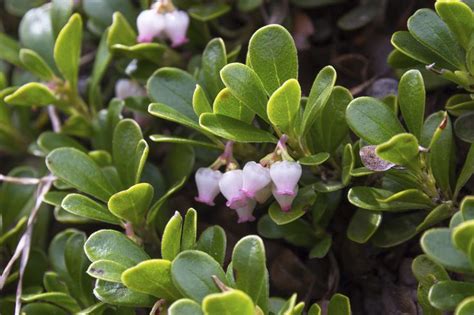 Cold Hardy Evergreen Shrubs: Choosing Evergreen Shrubs For Zone 4 Gardens | Bodendecker ...