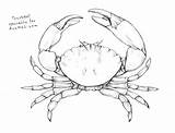 Dungeness Crab Drawing At GetDrawings  Free Download sketch template