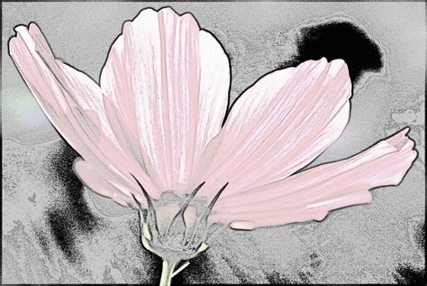 Pink Cosmos Flower Line Drawing Free Stock Photo - Public Domain Pictures