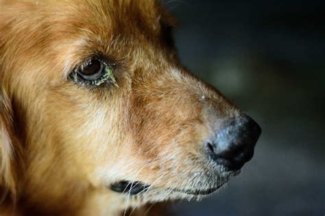 Conjunctivitis (Pink Eye) in Dogs | Small Door Veterinary