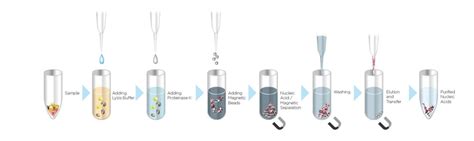 Automated DNA Extraction Systems vs Manual Methods - How Automatic Extraction Instruments are ...